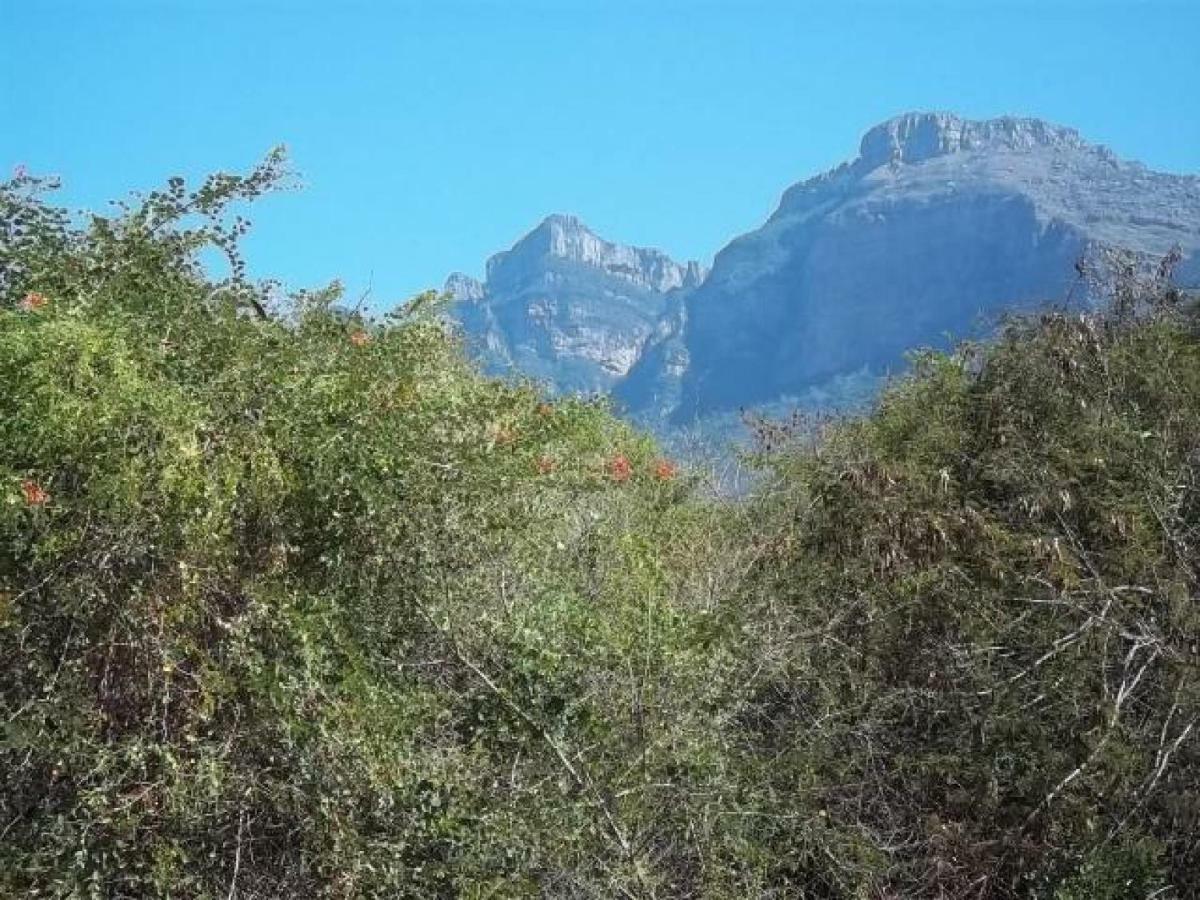 Aloes Bush Hoedspruit